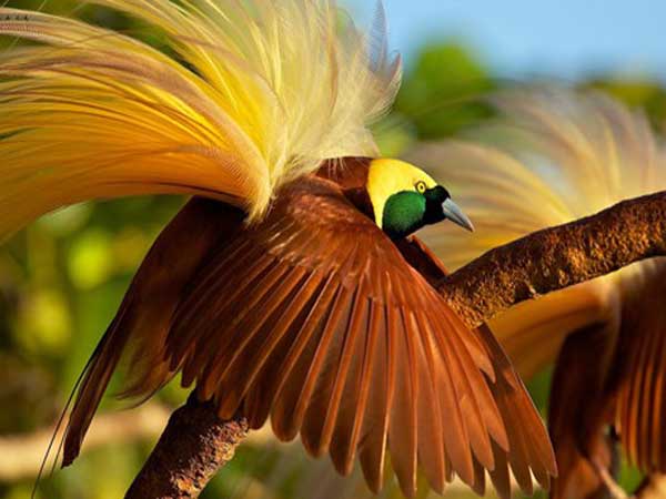 Chim Thiên đường - Một trong những loài chim đẹp nhất thế giới